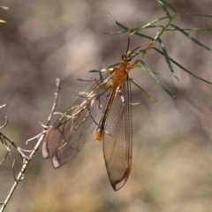 Nymphes myrmeleonoides (Blue eyes lacewing) at Dryandra St Woodland - 12 Jan 2023 by ConBoekel