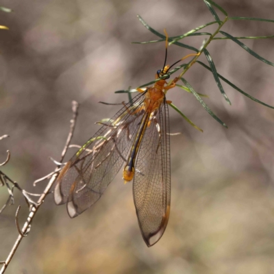 Nymphes myrmeleonoides (Blue eyes lacewing) at O'Connor, ACT - 12 Jan 2023 by ConBoekel