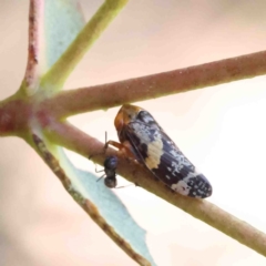 Eurymeloides adspersa (Gumtree hopper) at O'Connor, ACT - 11 Jan 2023 by ConBoekel