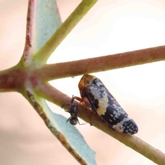 Eurymeloides adspersa at O'Connor, ACT - 12 Jan 2023