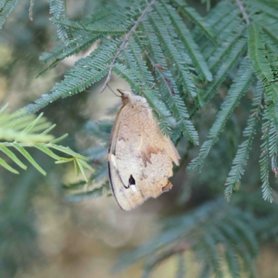 Heteronympha merope (Common Brown Butterfly) at Dryandra St Woodland - 11 Jan 2023 by ConBoekel