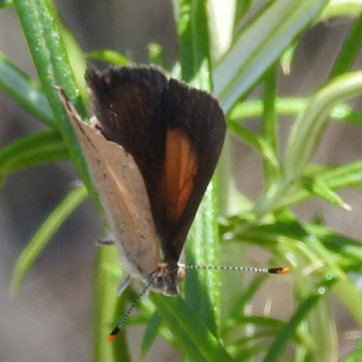 Paralucia pyrodiscus (Fiery Copper) at McQuoids Hill - 17 Jan 2023 by HelenCross