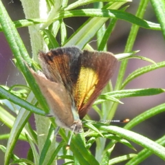 Paralucia pyrodiscus at Kambah, ACT - suppressed