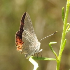 Paralucia pyrodiscus at Kambah, ACT - suppressed