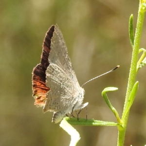 Paralucia pyrodiscus at Kambah, ACT - suppressed