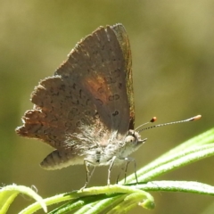 Paralucia pyrodiscus at Kambah, ACT - suppressed