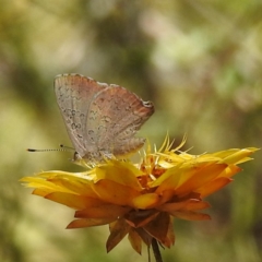 Paralucia pyrodiscus at Kambah, ACT - suppressed