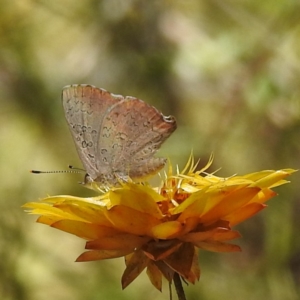 Paralucia pyrodiscus at Kambah, ACT - suppressed