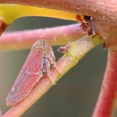 Katipo sp. (genus) (Leafhopper) at O'Connor, ACT - 11 Jan 2023 by ConBoekel