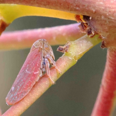 Katipo sp. (genus) (Leafhopper) at O'Connor, ACT - 11 Jan 2023 by ConBoekel