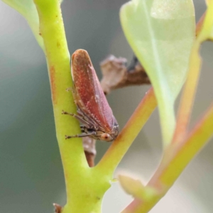 Katipo sp. (genus) at O'Connor, ACT - 12 Jan 2023