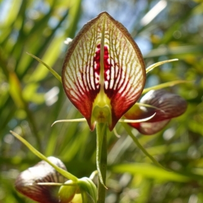 Cryptostylis erecta (Bonnet Orchid) at Huskisson, NSW - 16 Jan 2023 by RobG1