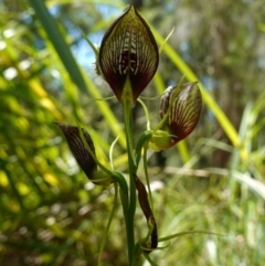 Cryptostylis erecta at Huskisson, NSW - suppressed
