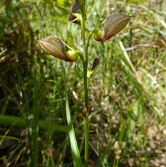 Cryptostylis erecta at Huskisson, NSW - suppressed