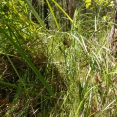 Cryptostylis erecta at Huskisson, NSW - suppressed