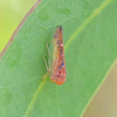 Rosopaella lopada (A leafhopper) at O'Connor, ACT - 11 Jan 2023 by ConBoekel