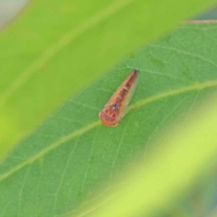 Eurymeloides sp. (genus) at O'Connor, ACT - 12 Jan 2023