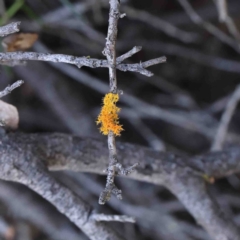 Teloschistes sp. (genus) (A lichen) at O'Connor, ACT - 12 Jan 2023 by ConBoekel