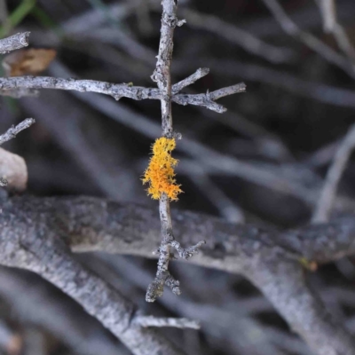 Teloschistes sp. (genus) (A lichen) at Dryandra St Woodland - 12 Jan 2023 by ConBoekel