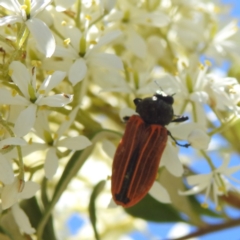 Castiarina erythroptera (Lycid Mimic Jewel Beetle) at Kambah, ACT - 17 Jan 2023 by HelenCross