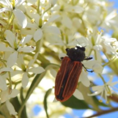 Castiarina erythroptera (Lycid Mimic Jewel Beetle) at Kambah, ACT - 17 Jan 2023 by HelenCross
