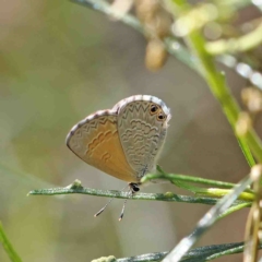 Nacaduba biocellata (Two-spotted Line-Blue) at Dryandra St Woodland - 11 Jan 2023 by ConBoekel