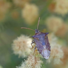 Oechalia schellenbergii (Spined Predatory Shield Bug) at Dryandra St Woodland - 11 Jan 2023 by ConBoekel
