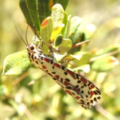 Utetheisa pulchelloides (Heliotrope Moth) at Kambah, ACT - 17 Jan 2023 by HelenCross