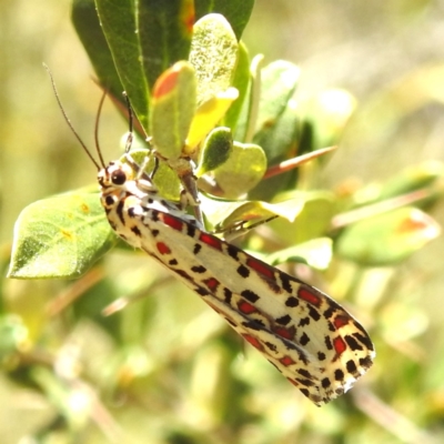 Utetheisa pulchelloides (Heliotrope Moth) at Kambah, ACT - 17 Jan 2023 by HelenCross