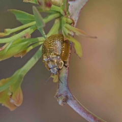 Paropsisterna cloelia (Eucalyptus variegated beetle) at O'Connor, ACT - 11 Jan 2023 by ConBoekel