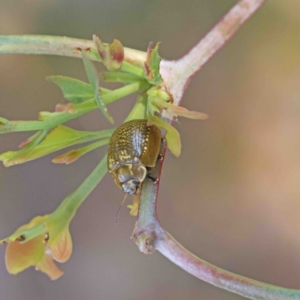 Paropsisterna cloelia at O'Connor, ACT - 12 Jan 2023