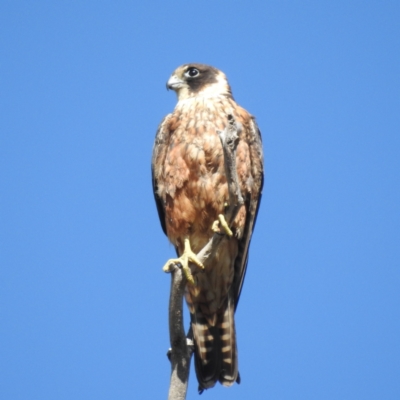 Falco longipennis (Australian Hobby) at Lions Youth Haven - Westwood Farm - 16 Jan 2023 by HelenCross