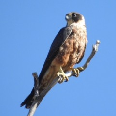 Falco longipennis at Stromlo, ACT - 17 Jan 2023 09:42 AM