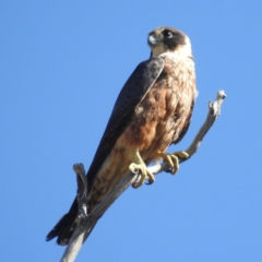 Falco longipennis at Stromlo, ACT - 17 Jan 2023