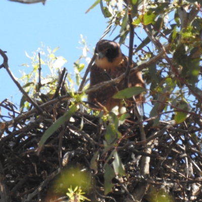 Falco longipennis (Australian Hobby) at Lions Youth Haven - Westwood Farm A.C.T. - 16 Jan 2023 by HelenCross