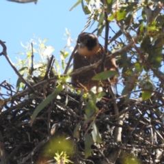 Falco longipennis (Australian Hobby) at Stromlo, ACT - 16 Jan 2023 by HelenCross