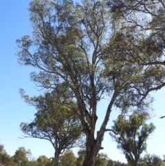 Falco longipennis at Stromlo, ACT - 17 Jan 2023