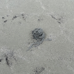 Unidentified Marine Invertebrate at Cape Tribulation, QLD - 18 Jan 2023 by Mavis