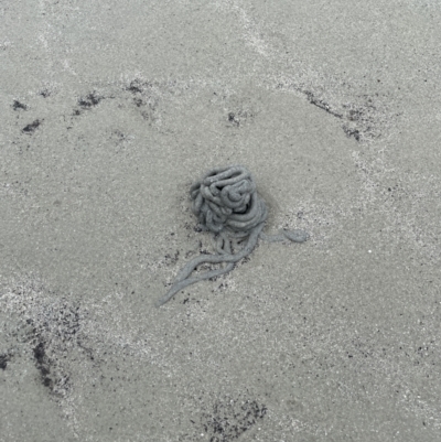 Unidentified Marine Invertebrate at Cape Tribulation, QLD - 18 Jan 2023 by Mavis