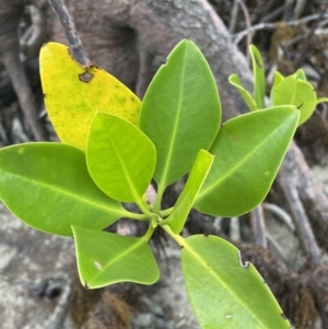 Rhizophora stylosa at Cape Tribulation, QLD - 18 Jan 2023