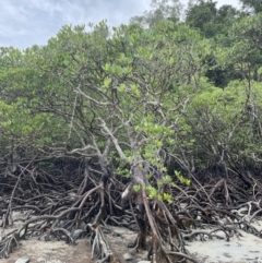 Rhizophora stylosa at Cape Tribulation, QLD - 18 Jan 2023 01:04 PM