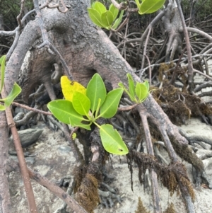 Rhizophora stylosa at Cape Tribulation, QLD - 18 Jan 2023