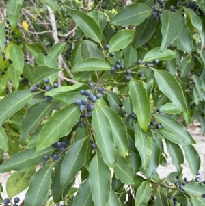 Celtis paniculata at suppressed - 18 Jan 2023