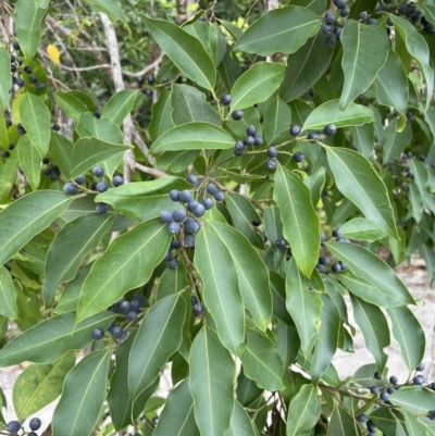 Celtis paniculata at Daintree National Park - 18 Jan 2023 by Mavis