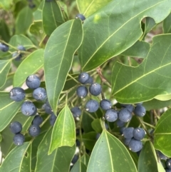 Celtis paniculata at suppressed - suppressed