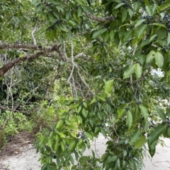 Celtis paniculata at suppressed - suppressed