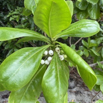 Scaevola taccada (Beach Cabbage) at Cape Tribulation, QLD - 18 Jan 2023 by Mavis