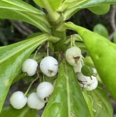 Scaevola taccada at Cape Tribulation, QLD - 18 Jan 2023