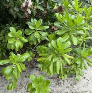 Scaevola taccada at Cape Tribulation, QLD - 18 Jan 2023