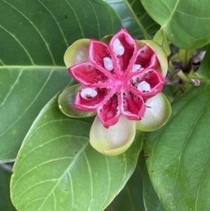 Dillenia alata at Cape Tribulation, QLD - 18 Jan 2023